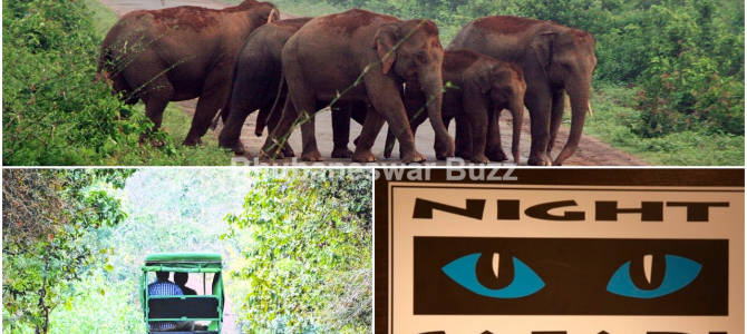 There are talks of Night Safari to be built around 1,000 hectares of forest land under Chandaka There are talks of Night Safari to be built around 1,000 hectares of forest land under Chandaka