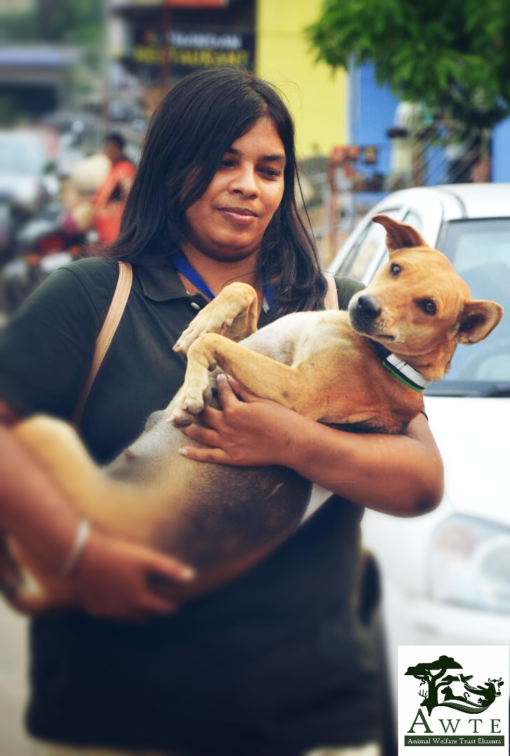 Bhubaneswar based NGO starts campaign to get reflective collar for stray  dogs to prevent road accidents - Bhubaneswar Buzz
