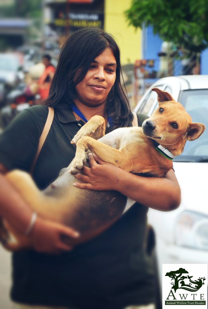 Bhubaneswar based NGO starts campaign to get reflective collar for stray dogs to prevent road accidents - Bhubaneswar Buzz Bhubaneswar based NGO starts campaign to get reflective collar for stray dogs to prevent road accidents - Bhubaneswar Buzz