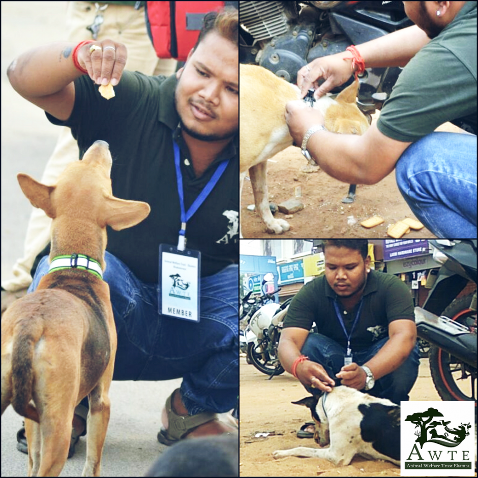 Bhubaneswar based NGO starts campaign to get reflective collar for stray dogs to prevent road accidents - Bhubaneswar Buzz Bhubaneswar based NGO starts campaign to get reflective collar for stray dogs to prevent road accidents - Bhubaneswar Buzz