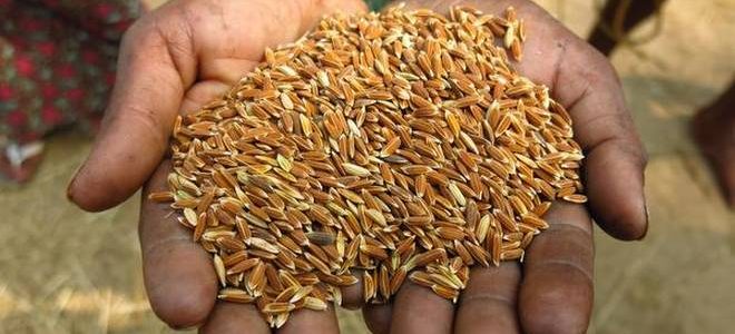 Over years we have lost over a lakh varieties of native rice, One district in Odisha is rediscovering some of them