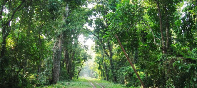 Women in a small village in Nayagarh show the way in saving forest