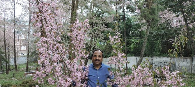 This professor from Odisha is the reason that Shillong has their famous Cherry Blossom Festival