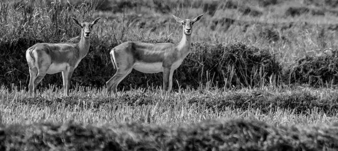 Ganjam District in Odisha : where blackbuck are dearer than sons, a great read