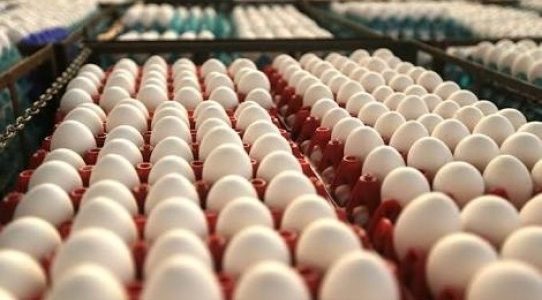 Japan’s top egg producer ISE Foods keen to invest $275 million in Odisha
