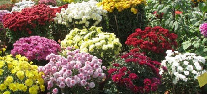 Two day State Level Annual Flower Show 2019 starts today in premise of Botanic Garden of RPRC Bhubaneswar