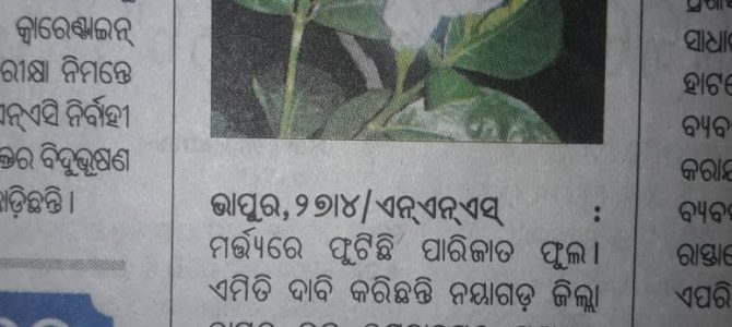 FactCheck: Viral ହୋଇଥିଵା ଏହି ଫଟୋ ପାରିଜାତ ଫୁଲ ନୁହେଁ । ପ୍ରକୃତ ପାରିଜାତ ଫୁଲ ଚିହ୍ନନ୍ତୁ